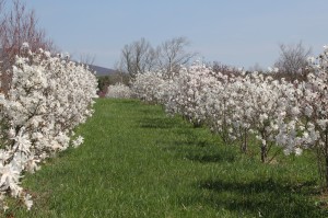 Magnolia rows
